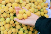 Chọn quả mơ tùy theo mục đích chế biến