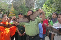 Chùa Dơi ngày càng vắng… dơi