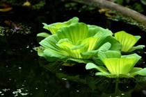 Chữa hen suyễn từ bèo cái