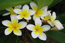 Những loài hoa chữa tăng huyết áp