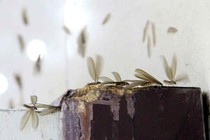 Ứng phó côn trùng “di cư” khi trời mưa