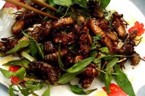 Côn trùng làm thức ăn