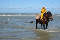 Đến Oostduinkerke cưỡi ngựa bắt tôm