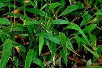 Đạm trúc diệp chữa viêm niệu đạo