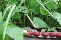 Ðắp đậu đỏ chữa mụn