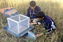 Đèn bẫy châu chấu