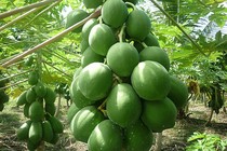 Lợi ích từ canh đu đủ nấu cá chạch