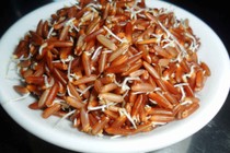 Gạo lứt nảy mầm không đúng cách dễ nhiễm khuẩn