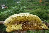 Giá trị dinh dưỡng của mật ong rừng