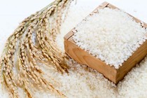 Gạo hạt tròn hay hạt dài ngon?
