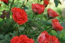 Hoa hồng mùa đông bông nhỏ
