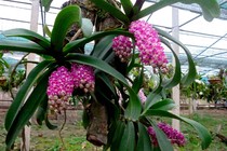 Giữ hoa nở đúng Tết