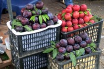 Những thứ đội lốt