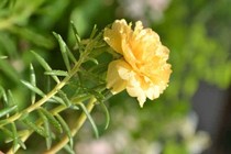 Ngắm hoa giúp cải thiện sức khỏe và tâm trạng