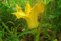 Món ăn, bài thuốc từ hoa bí đỏ