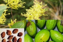 Kha tử chữa bệnh đường ruột và thanh quản