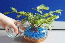 Bổ sung dung dịch thủy canh cho cây cảnh