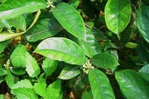 Cách chữa đau khớp bằng cây ruột gà