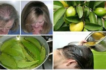 Lá ổi nuôi dưỡng suối tóc mượt mà