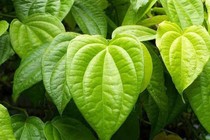 Kinh nghiệm dùng trầu không chữa bệnh