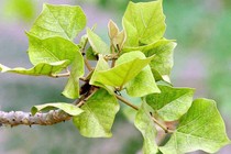 Hiệu quả bất ngờ từ lá cây vông chữa bệnh trĩ