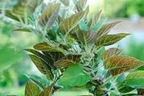 Lá mơ tam thể chữa khớp