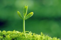 Sự sống vẫn luôn cần được tiếp diễn