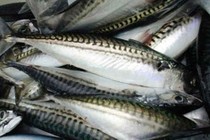 Mẹo chọn cá nục biển tươi ngon không hóa chất