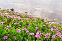 Cách dùng muống biển làm thuốc