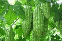 Cẩn trọng khi dùng mướp đắng chữa tiểu đường