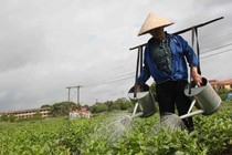 “Đệ nhất” làng… thuốc