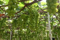 Ngôi nhà đẹp và chùm nho xanh