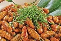 Nhộng tằm chữa loãng xương