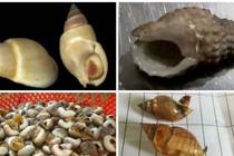 Nhận biết ốc độc