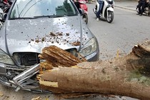 Cây xanh bất chợt gãy đổ, đè nát đầu ô tô ở Hà Nội
