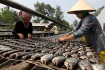 Cá một nắng phơi không chuẩn là ổ vi khuẩn