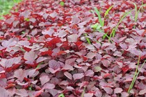 Rau dền bổ máu