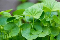 Dùng rau trị rôm sảy