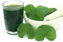 Rau má chữa suy nhược thần kinh