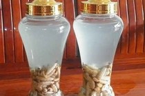 Ăn mối dễ nhiễm ký sinh, nấm mốc
