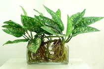Trồng cây cảnh thủy canh tuổi thọ cao