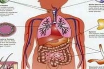 Chức năng của tạng phủ