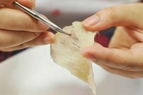 Các “siêu chất” làm tổ yến luôn “đắt giá”