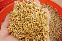 Tự làm thóc giống không đơn giản