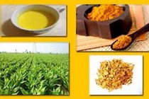 Bài thuốc độc đáo trị béo phì