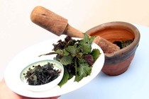Sử dụng tía tô điều trị gút