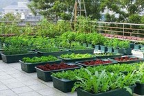 Giữ nước cho rau trồng tại nhà
