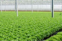 Trồng rau hữu cơ không quá khó