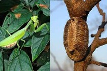 Tổ bọ ngựa chữa mất ngủ