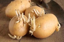 Đừng tích trữ khoai tây trong nhà